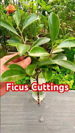 Ficus Cuttings Propagation in Water Grows Roots in 21 Days