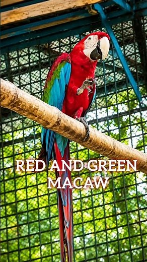 Beautiful Red-and-Green Macaw 🦜✨ | Stunning Exotic Bird in 4K | Nature Shorts