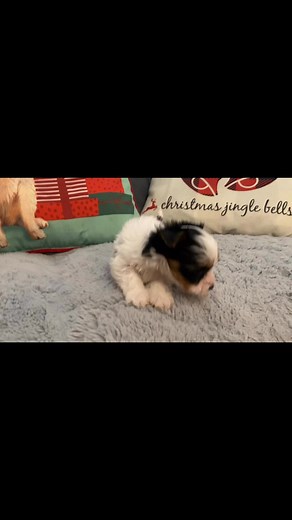 5 comments | Ready in Dec #yorkie #christmas2025 #giftideas #puppy #tampaflorida | SunKissed Maltipoos | Facebook
