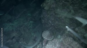 Pack of reef sharks underwater swim effortlessly up close in Isla del Coco. Reef sharks are fascinating and important animals that play crucial role in health and balance of coral reef ecosystems.