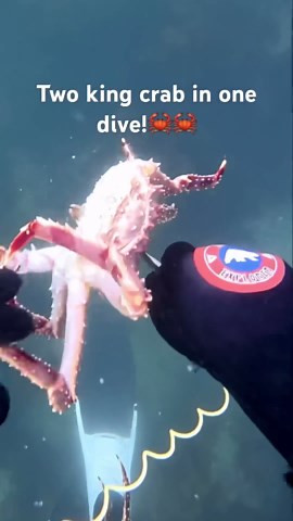 Primitive king crab hunting!