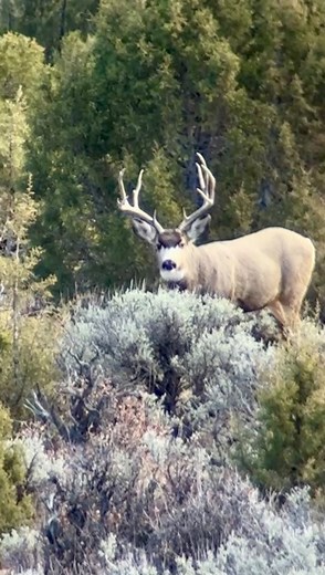 First morning hunt in Colorado. Pass or shoot? #colorado #muledeer #outdoorsolutions | Outdoor Solutions: Hunting and Fishing Destinations