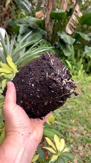 🌱 My Schefflera Cuttings Rooted! Free Plant Update!