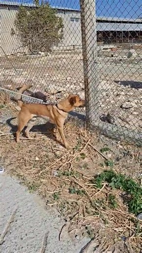 12 reactions | Jasper has been waiting 7 months in the shelter. Why????? We took some videos on our walk to demonstrate how chilled he is. Most dogs would go crazy at goats running past them. Is there not one family really not interested in homing him? | JCDR | Facebook