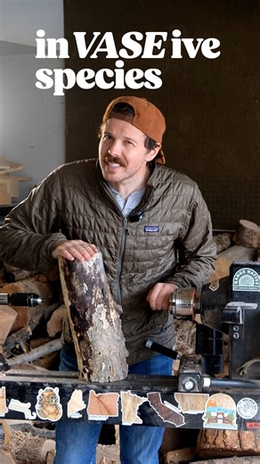 Welcome to inVASEive species ep 1 — ailanthus, or the tree of heaven. (Big thanks to the viewer on a recent livestream who gave the idea for the name of this series). #woodworking #trees #nature | Justinthetrees