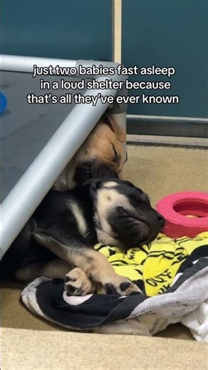 Whether you’re looking for a puppy, adult dog, or senior, I promise the shelter has incredible dogs!