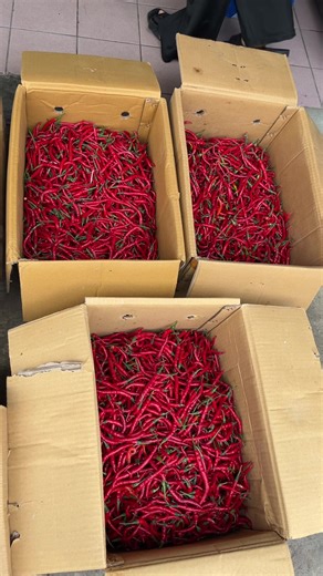 Cabe Cabean Ready Lagi - Dapatkan Sebelum Sold Out!