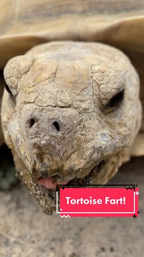 Tortoise fart! 😂 #readySETgo #fart #farts #sulcata #sulcatatortoise #tortoiselife #reptile #foryou #fyp