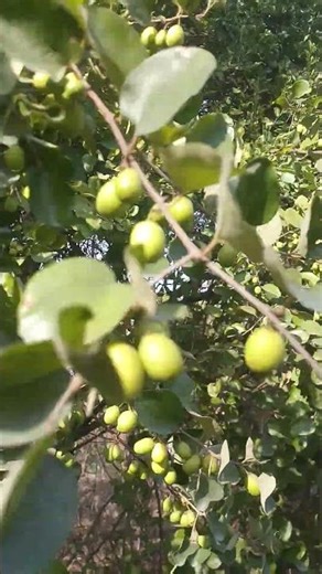 Local Jujube on Fruiting | Desi Bair Tree | Ziziphus mauritiana | Engineer Ka Bagh #fruit
