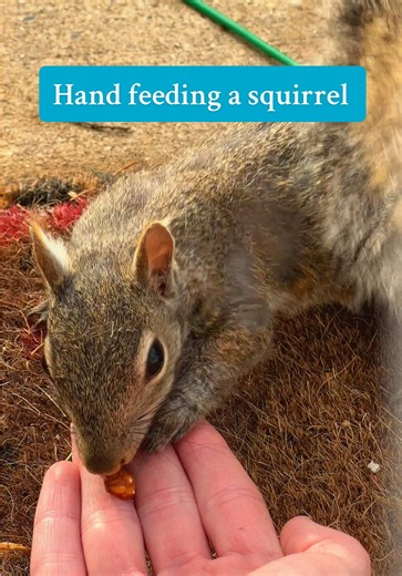 Hand Feeding a Squirrel: Cute Animal Interaction Video