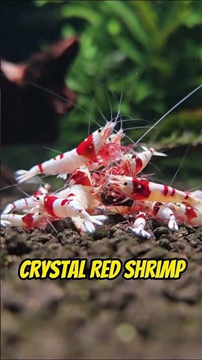 Top 5 Freshwater Shrimp for Your Aquarium