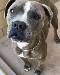 6.5K views · 172 reactions | Euthanized 3/5/20 ✨ Cherry is currently...