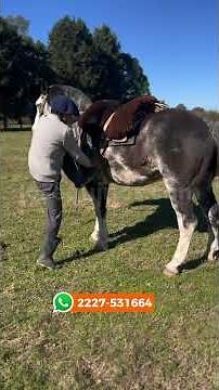 Sturdy Black Overo horse with a great build $4,650,000 LOSEQUINOS.COM