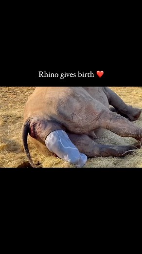 101K views · 130 reactions | Most incredible birth footage of rhino...