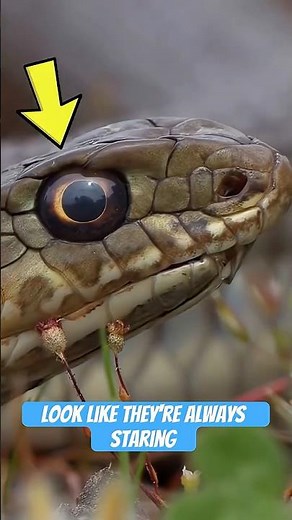 Snakes Never Blink 👀 The Creepiest Truth About How They See You 🐍