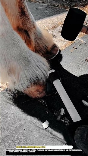 Horse Hoof Trimming Worktool Cutting Technique for Equine Care