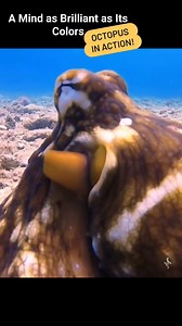 🧠 The Genius of the Deep! Watch as this octopus showcases its incredible intelligence, shape-shifting skills, and mind-blowing camouflage. A true master of survival in the ocean’s depths! 🐙 #Octopus #UnderwaterMagic #octopuses #octopuslove #OceanGenius #camouflage #MarineLife #oceanvibes #WildlifePhotography #underwaterworld | Red Sea Diving