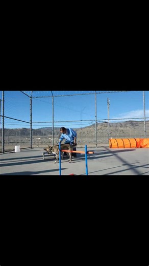 We are proud of what these men and dogs achieve and our trainers challenge them each and every class. We want it to be a little bit hard because how will they grow if we’re not constantly pushing them towards new goals? And the dogs are ALWAYS up for each challenge. It’s so inspiring to watch what they can accomplish together! #marleysmutts #dogruescue #adopt #secondchance #rescuedog dontshopadopt | Pawsitive Change