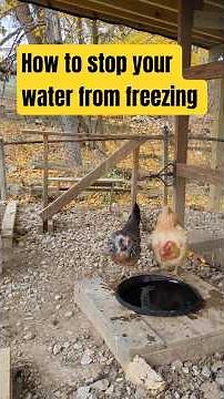 How to stop your chicken's water from freezing in the winter.