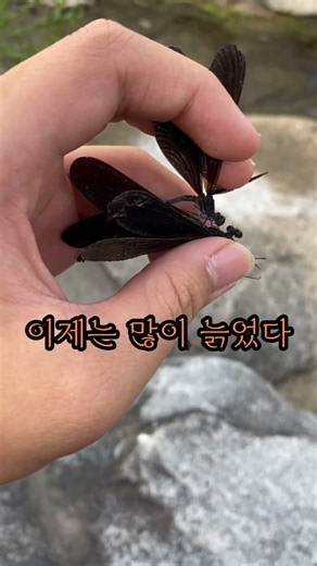 올해 마지막 검은물잠자리