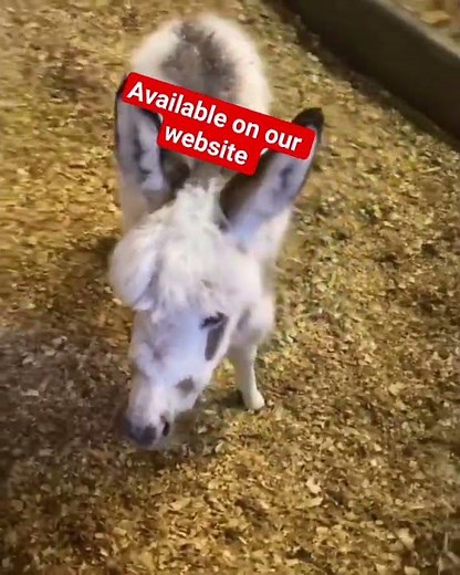 Miniature Donkeys for sale ! https://miniaturelivestockranch.com/
