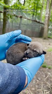 577K views · 51K reactions | Welcome pups! Congrats to the NC Zoo on the birth of TWO litters of endangered red wolf pups   https://bit.ly/3nTafLB : North Carolina Zoo #redwolf #nczoo #pups | WXII 12 NEWS | Facebook