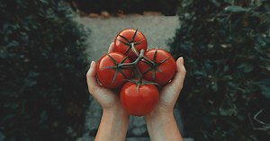 A locsolástól a kacsolásig: 9 tipp, hogy idén bőséges legyen a paradicsomtermésed