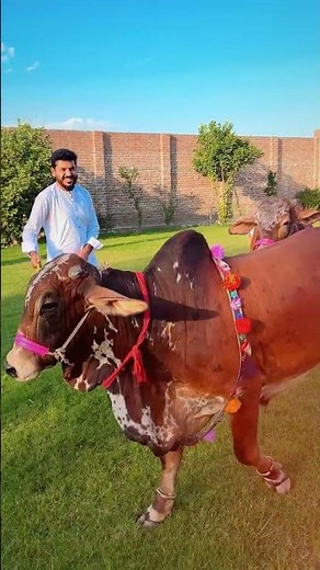راځئ قرباني په افغانستان کې آړمنو کورنیو ته وکړو | Qurbani Meat | New 2026