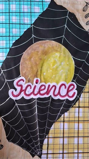 ✨️MDP project ✨️