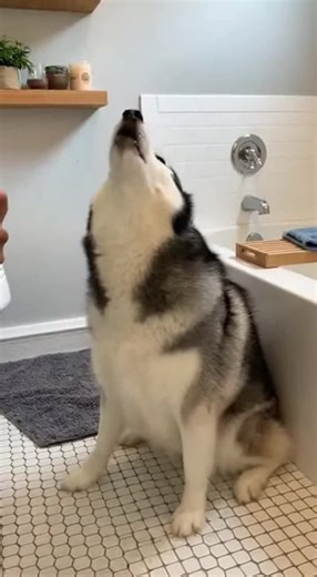 This dramatic Husky just discovered it's bath time and is NOT having it! Watch as this fluffy drama queen unleashes the most hilarious vocal protest you've ever heard. The way this dog argues back with its owner is absolutely priceless – you'd think someone just asked it to run a marathon! From the dramatic howls to the stubborn refusal to move, this Husky puts on an Oscar-worthy performance that will have you laughing out loud. The best part? The owner's attempts to reason with this four-legged