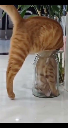 #cat #funny #moments