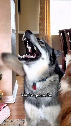 Hilarious Howling Husky Compilation