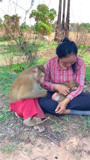Great video Super SokYaa And Sokhaa Very Adorable & Harmony Animals Around The World #shorts