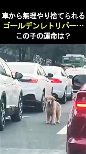 車から強引に捨てられたゴールデンレトリバー…この子の運命は？ #可愛い #命懸け #犬のいる生活
