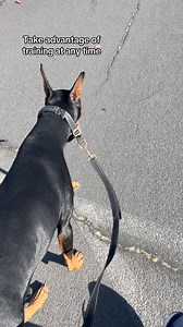 Training is never a one and done. Consistently is key and always good to reinforce in different locations. #bruceofrubydoobydo #brucethedoberman #doberman #dobermann #rubydooby_do #dogsofinstagram #showdogs | Rubydoobydo