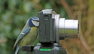 Best Wildlife Camera For Nature & Bird Photography (in 2025)