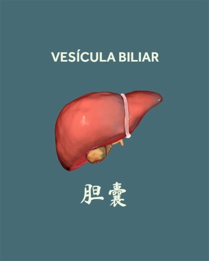 Qi Project | Cursos + Consultas MC +Test Epigenético | La Vesícula Biliar no solo drena bilis. Drena decisiones. Cuando el Shao Yang se bloquea, el cuerpo duda, la cabeza duele y el lateral se... | Instagram