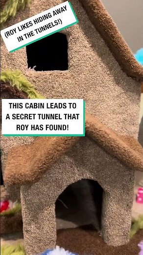 Building the Biggest Cat Tree Ever 🌳