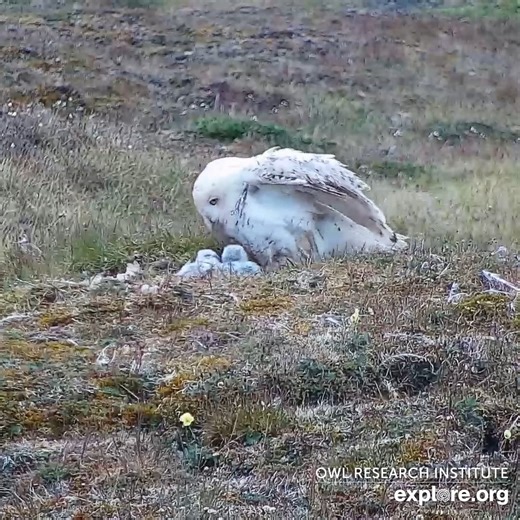 129K views · 6.3K reactions | Snowy owls nest on the tundra ground, a hideaway from predators among grass. | explore.org | Facebook