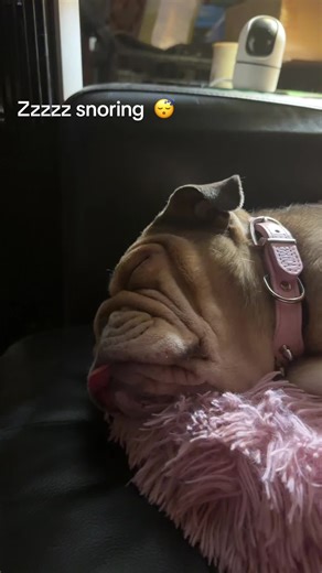 Snoring, momma is home from dog sitting! So I’m completely relaxed and snoring!!💤 #dog #la #bulldog #microbulldog #love