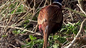 Pheasant game bird close up feeding on ground England UK 4K