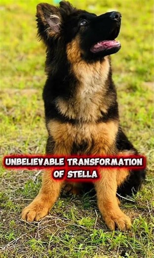 From Small Puppy to Strong Queen 🐶✨ | Stella’s Transformation Journey