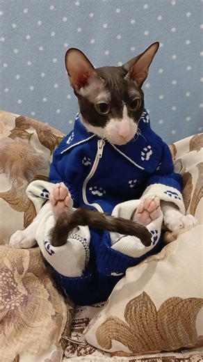 Dolce & Gabbana))). #Cornish Rex #Nemo #fashionshows