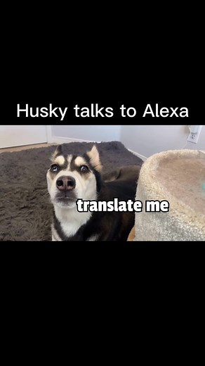 My Husky talks to Alexa! #huskies #pets | Maya The Husky