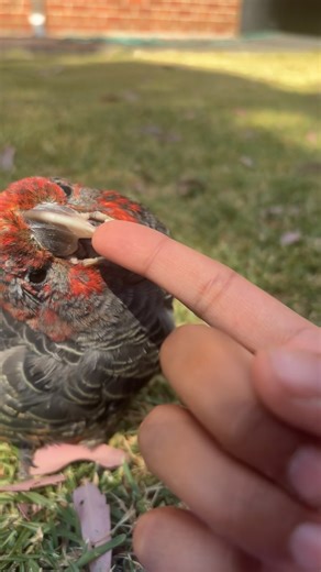 The Gang-Gang Cockatoo: Unique Australian Bird Behavior