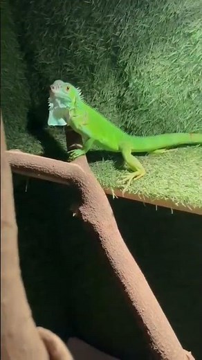 iguana cage setup #new #nature #instagram #youtube #youtuber #iguana #pets #online #bgmi #ytshort