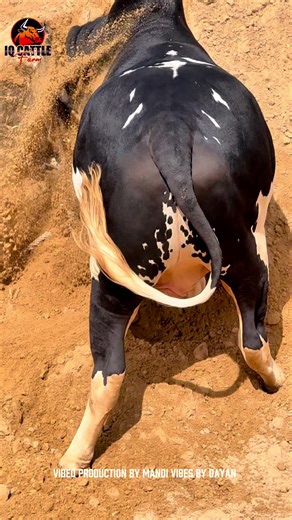 Celebrating Bakra Eid with Exciting Traditions