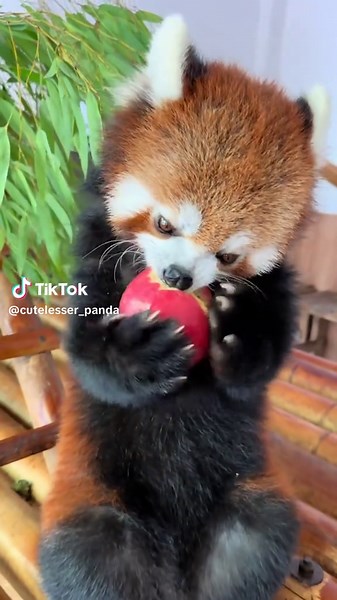 cute redpanda (@cutelesser_panda)’s videos with 原聲 - cute redpanda