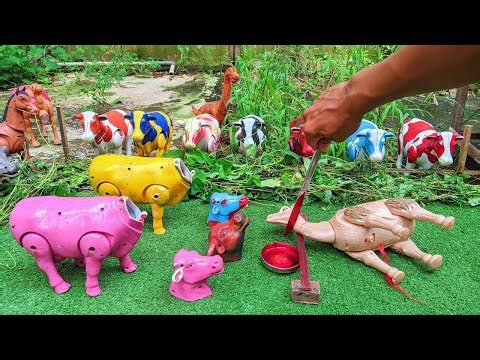 Wadidau Proses Potong Sapi Kurban, simulasi potong sapi qurban idul Adha