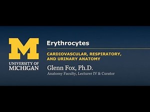 Erythrocyte Structure, Function, and Pathologies